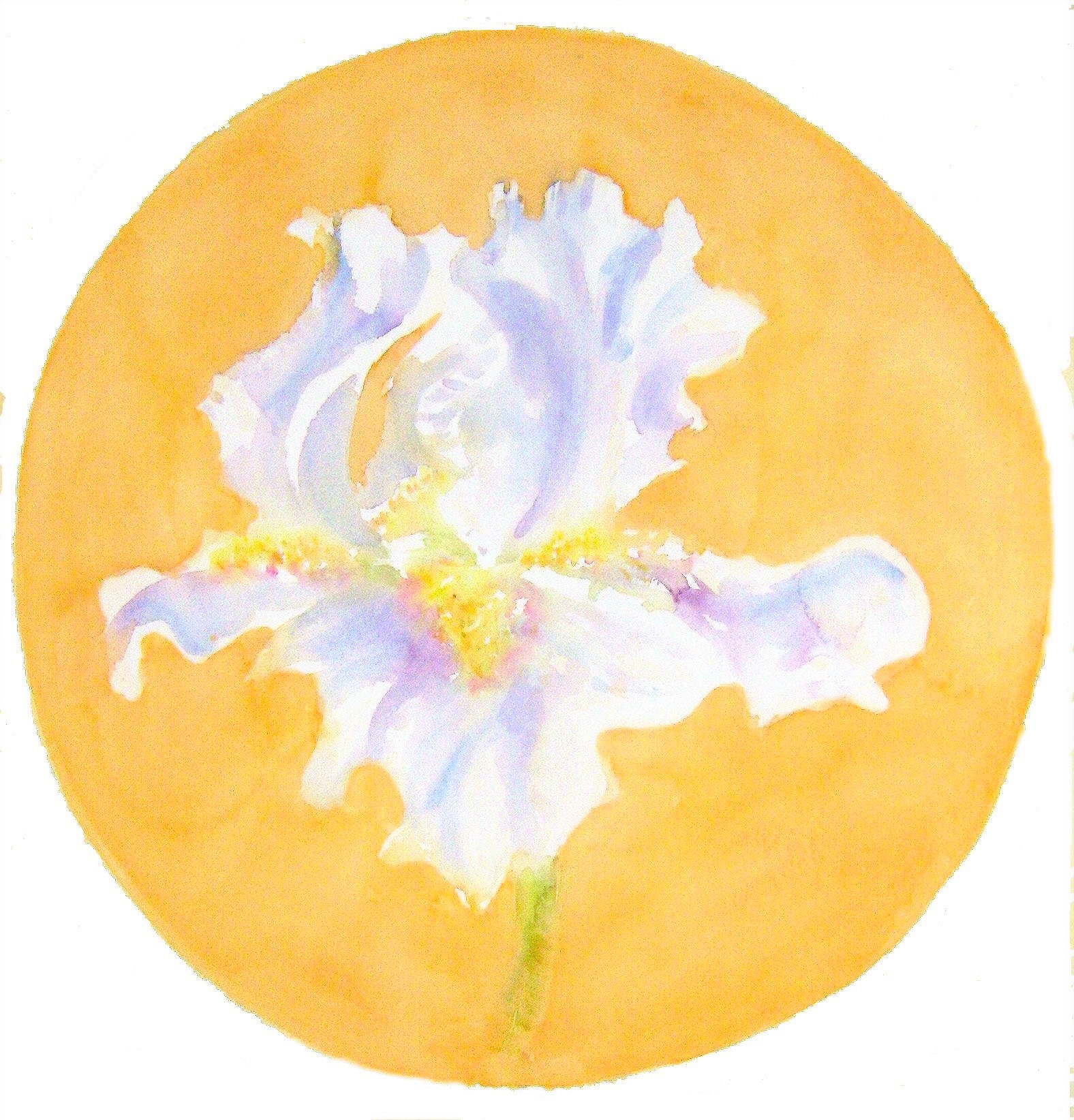 Transformatiesymbool; Witte Iris in Gouden Zon